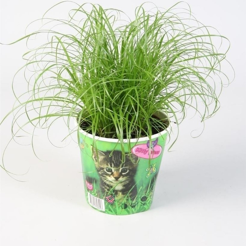 Cyperus alternifolius 'Zumula' (kattengras)