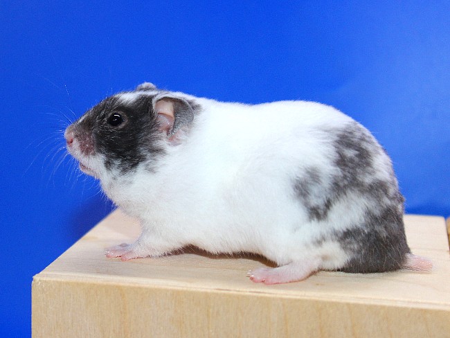 Аврал 21.04.22-03