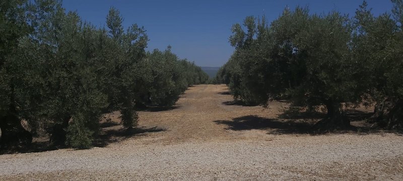 Seguimiento evolutivo finca de secano en Jaén - Página 2 PHOTO-06