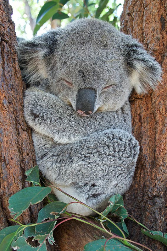 koala-phys.jpg