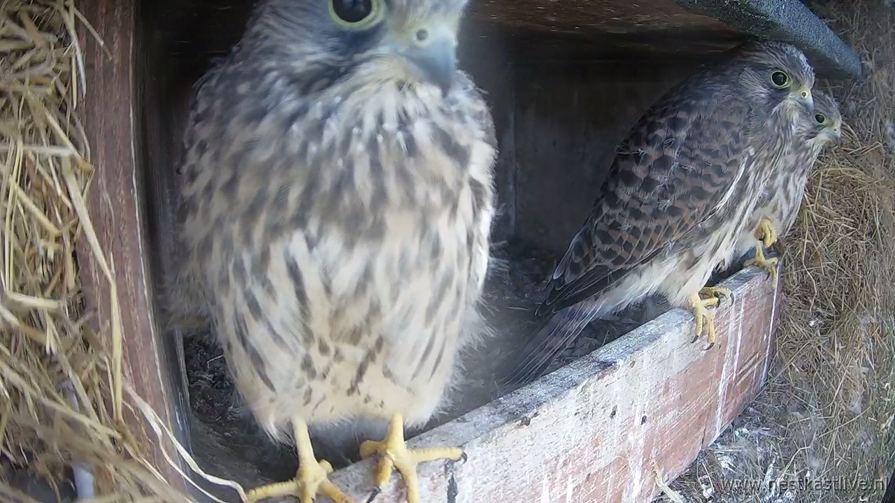 snapshot - 2025-07-04T171010.657