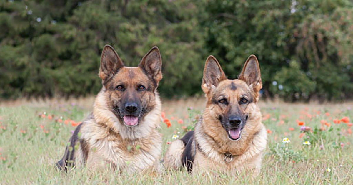 Do male or female German Shepherds live longer