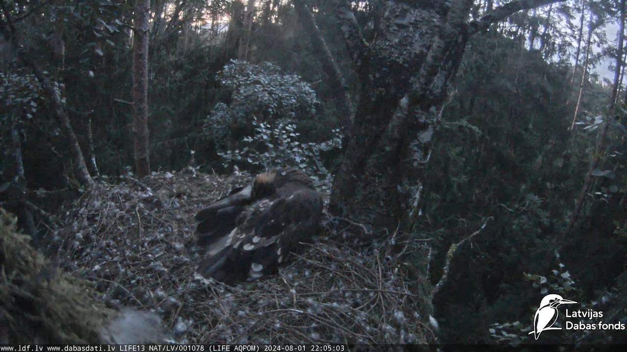 Mazais ērglis (Clanga pomarina), ligzda bērzā - LDF tiešraide 17-9-43 screenshot