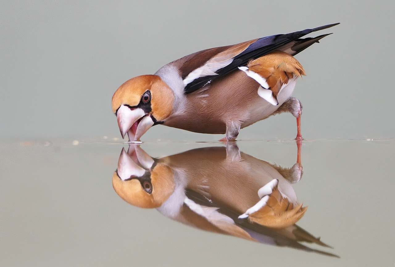 Appelvink in de waterbak voor mijn hut.