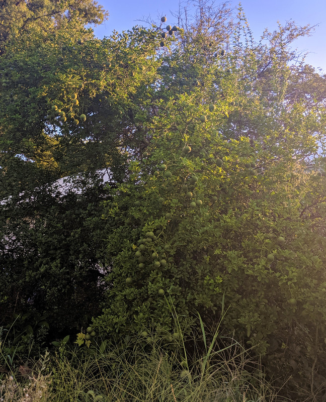 Poncirus fruits Aug 26 2019