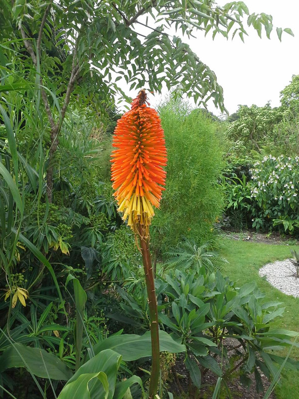 Kniphofia uvaria 'Nobilis' (2)