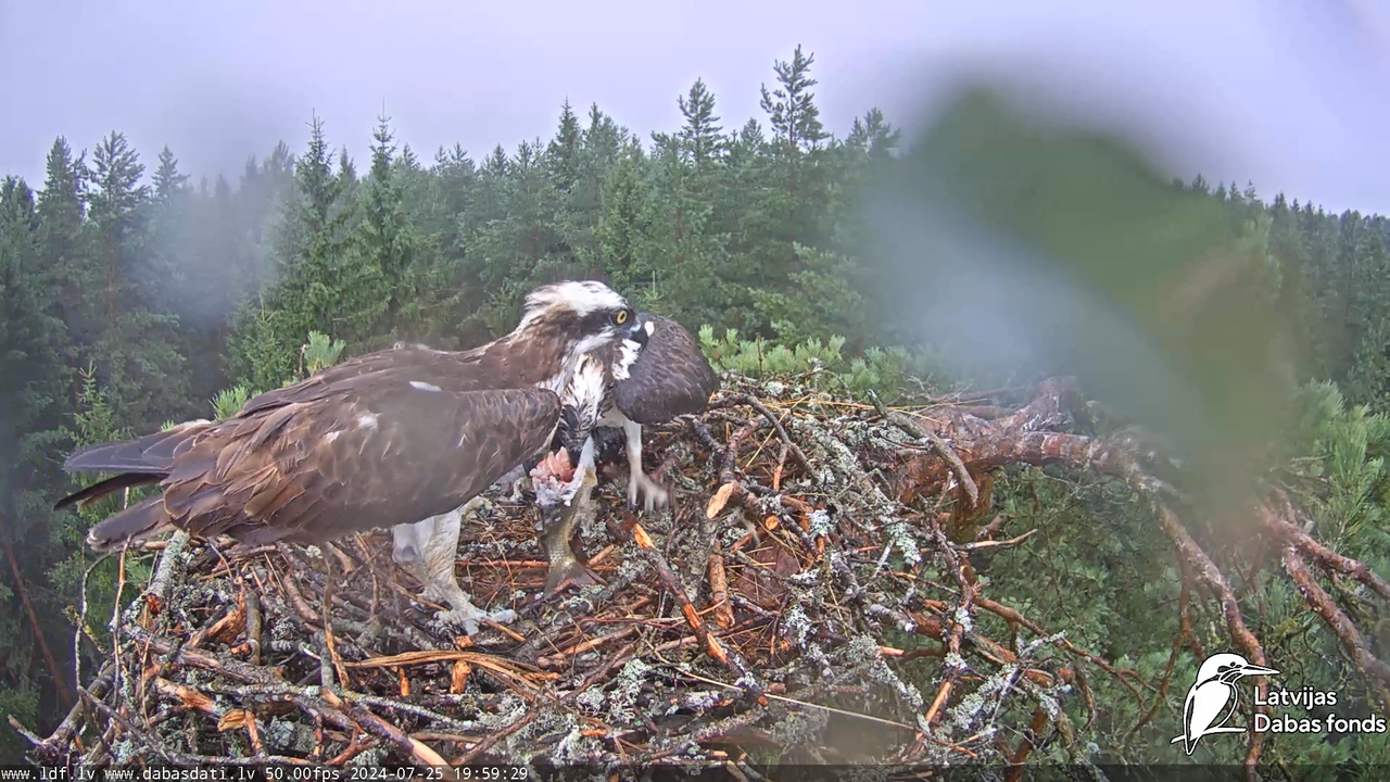 Zivju ērglis (Pandion haliaetus) Kurzemē - LDF tiešraide 15-11-30 screenshot (1)