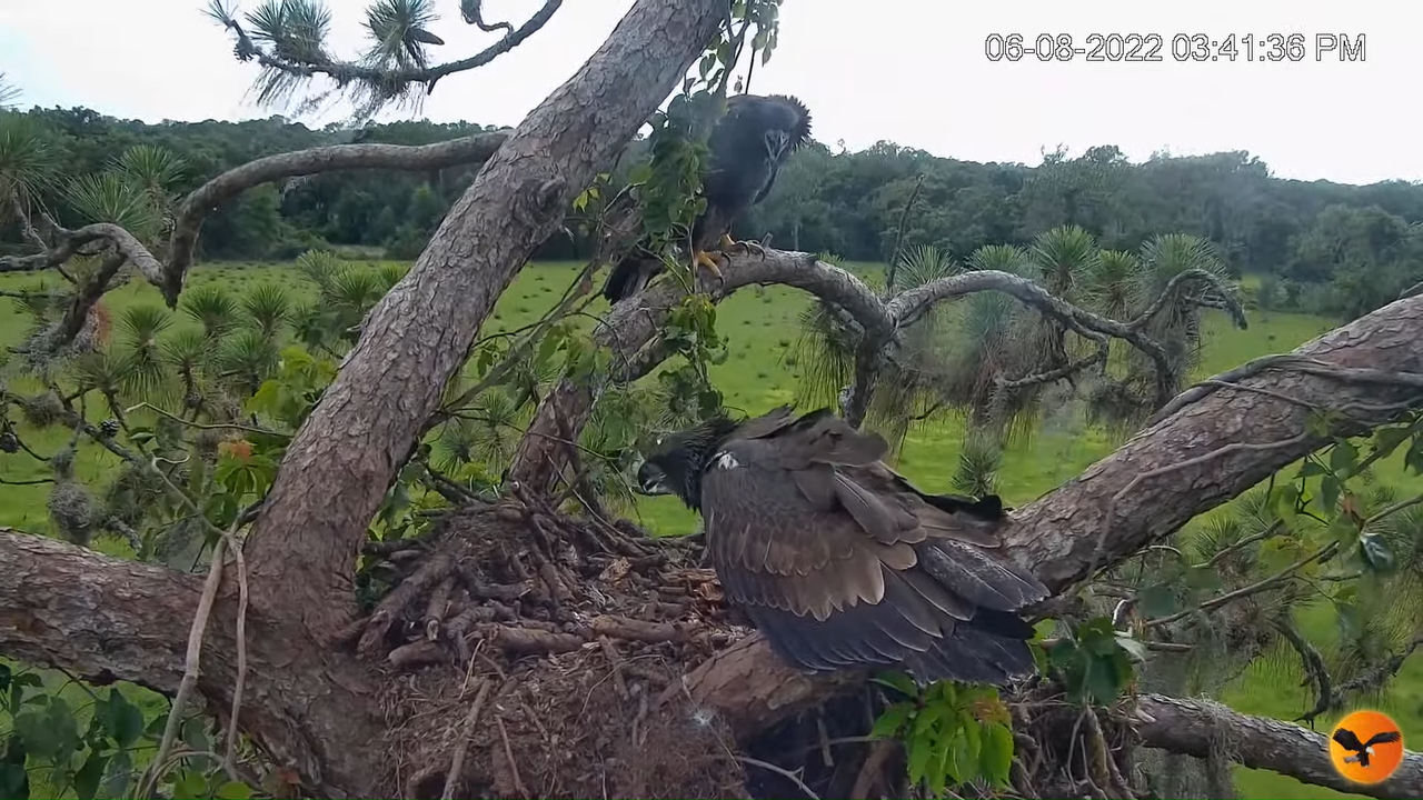 EC Nest Cam 11-57-10 screenshot (1)