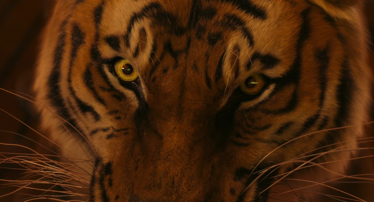 Life of Pi 2012 (1080p x265 10bit Tigole).mkv_sn