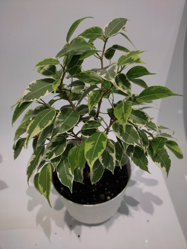 фикус кинки