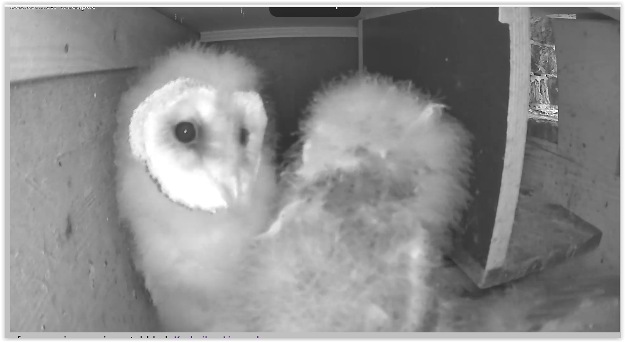 Screen Shot 06-19-21 at 08.51 AM