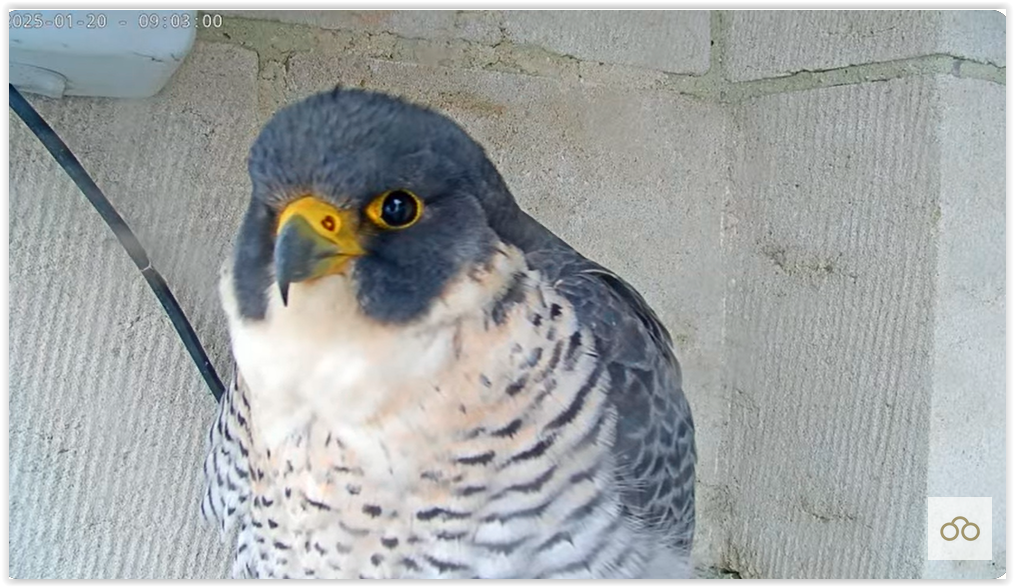 Screen Shot 01-20-25 at 09.14 AM 002