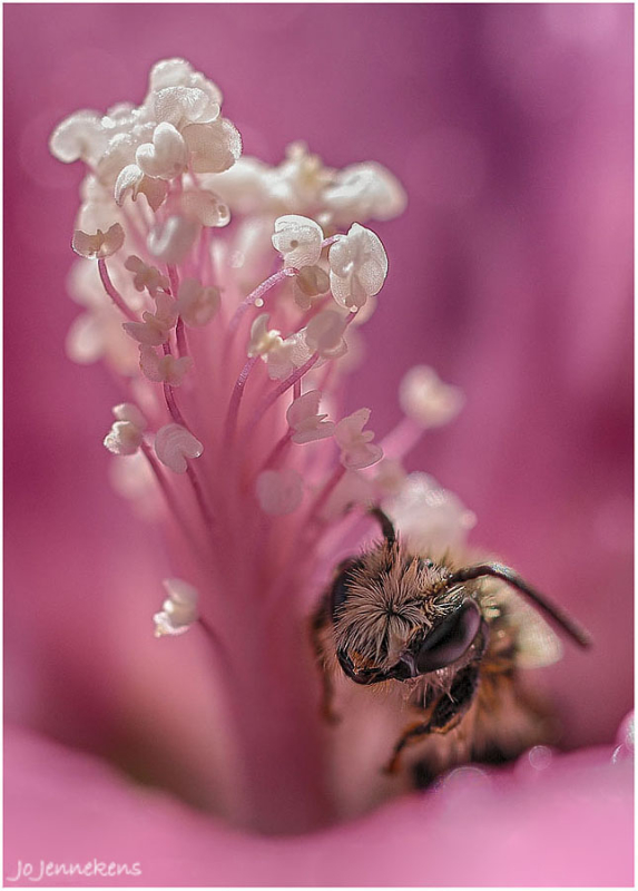 Fotografie