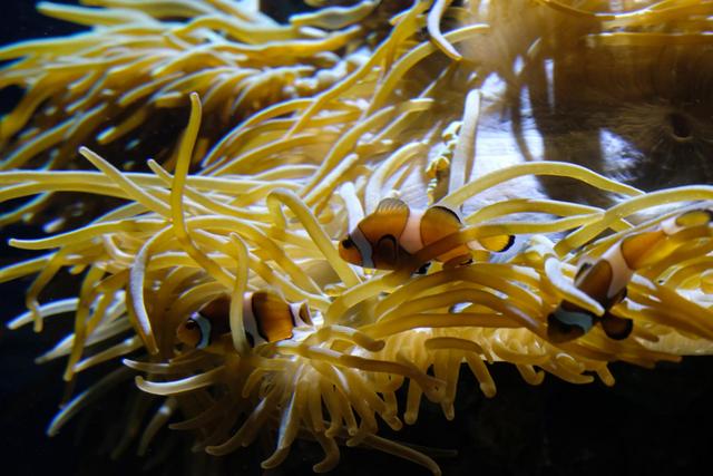 VALENCIA en un fin de semana - Blogs of Spain - Sábado 30/12: Llegada a Valencia y visita al Oceanogràfic (10)
