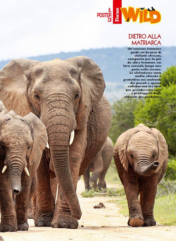 Foc Wil - Mag 2023 (6)