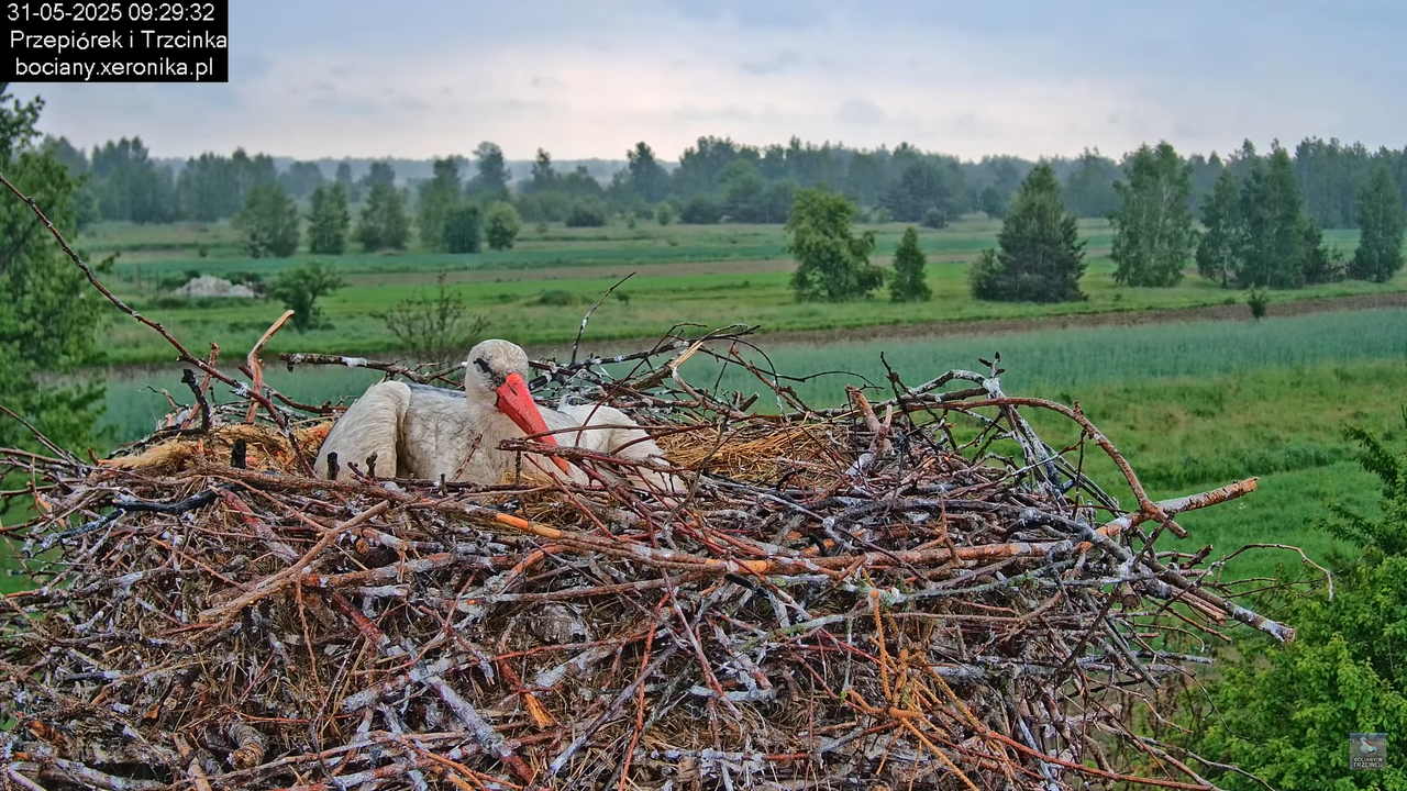 31052025bociany7