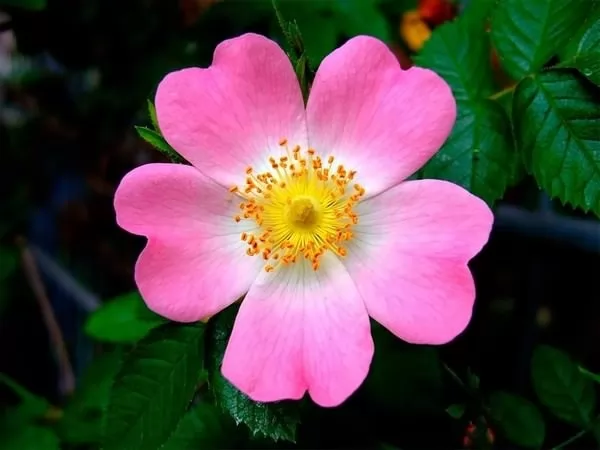 [Image: the-most-beautiful-roses-in-the-world-10...97282.webp]