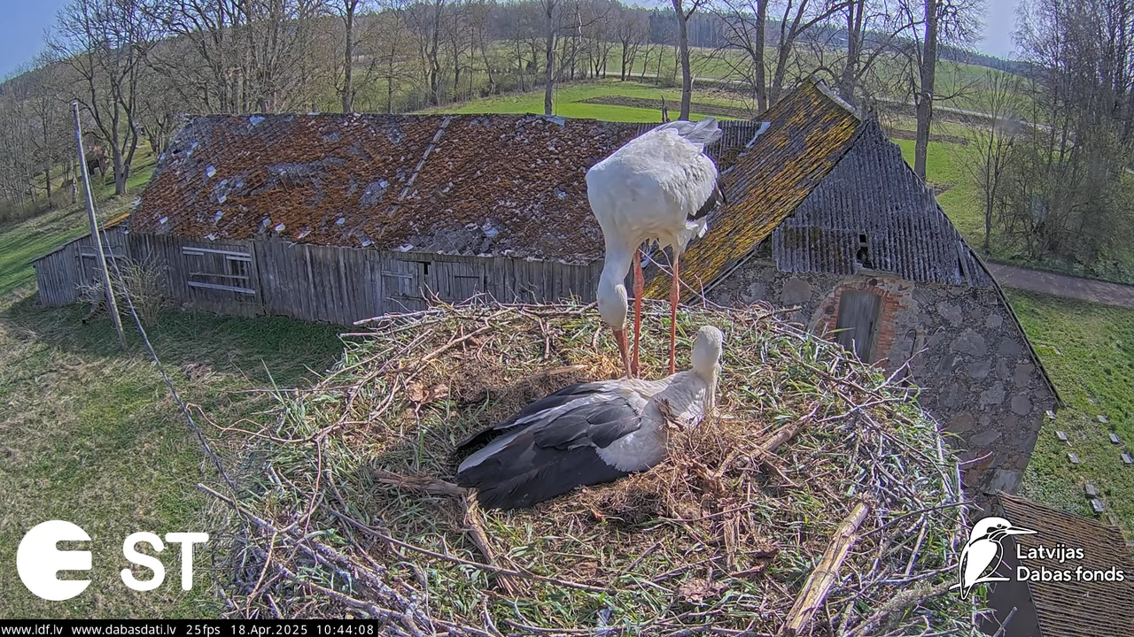 (22) Baltie stārķi (Ciconia ciconia) Tukuma novadā __ White storks in Tukums, Latvia - YouTube - 719