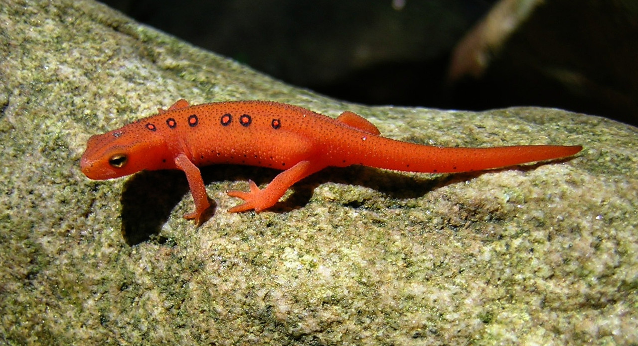 2008-07-02 - Red Eft