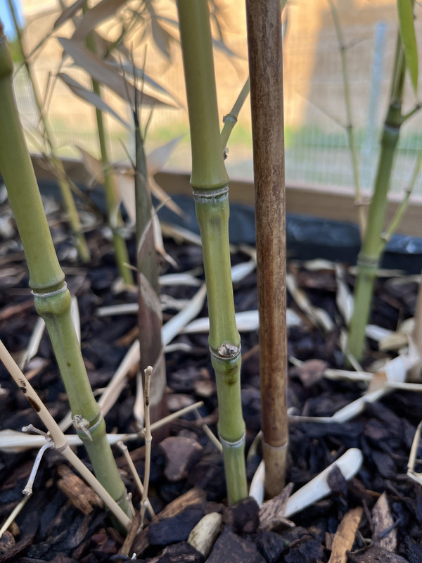 EEFB7161-54AE-4FF0-9191-E7C00B273F32