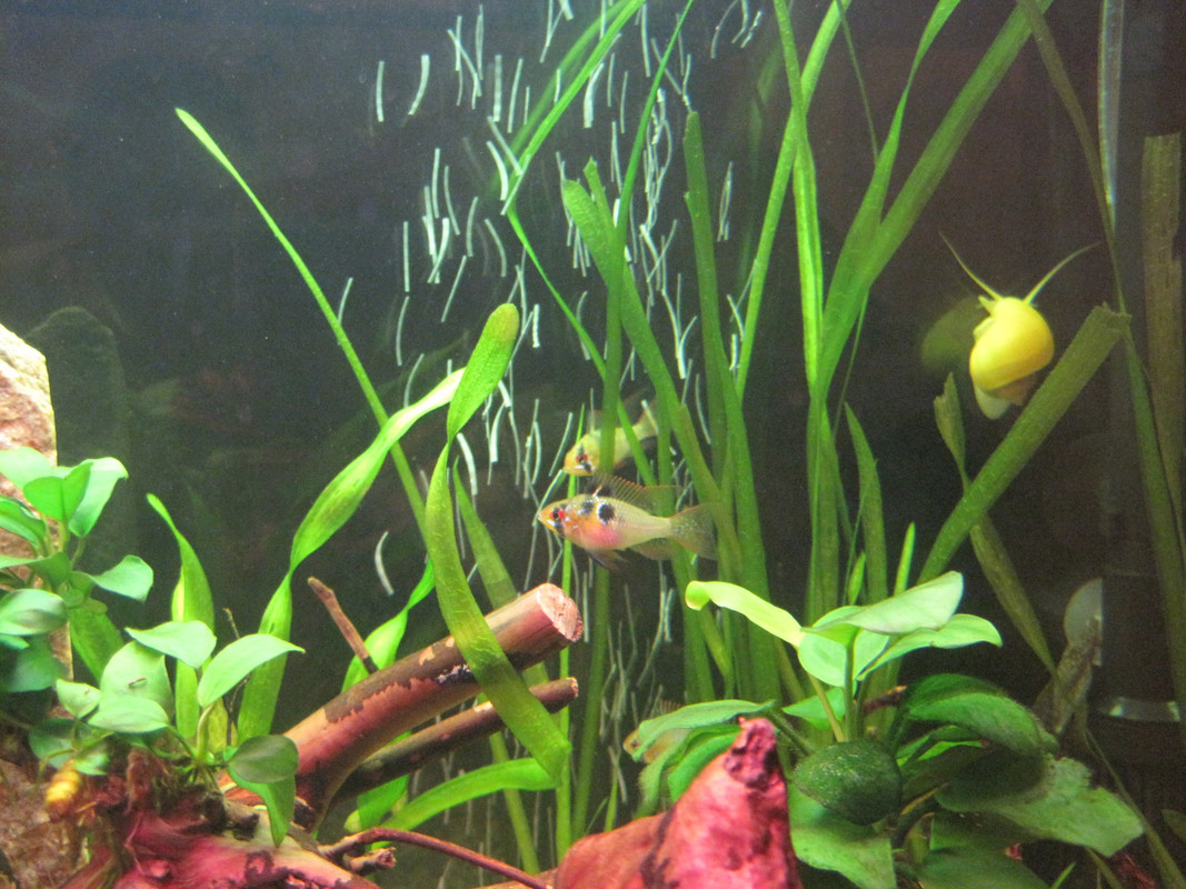 Рамирези 015