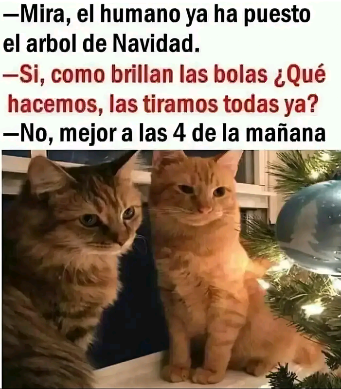 Screenshot_20241119-205509~2