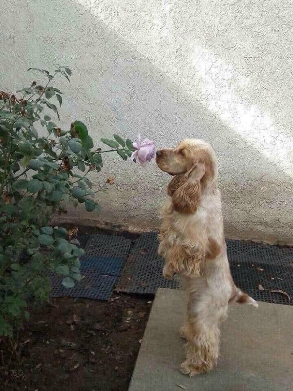 Dog-Stoptosmellroses6d-XMAEDpoa-6a6c4a5bc6f9e-700.jpg