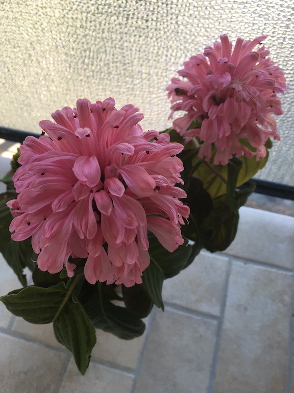 D828A3D6-B0C2-4A88-B962-7A9C9A97616E_1_201_a