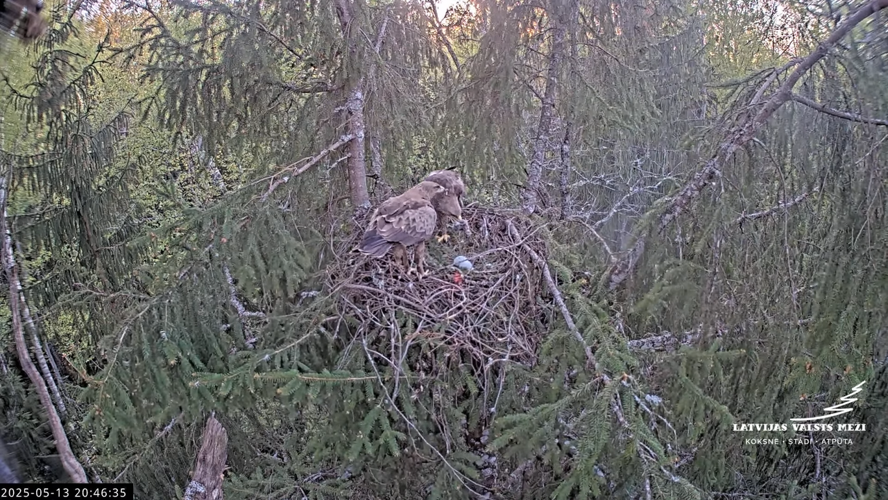LVM mazais ērglis Lisiņa, egle2 – Lesser Spotted Eagle 13-10-49 screenshot