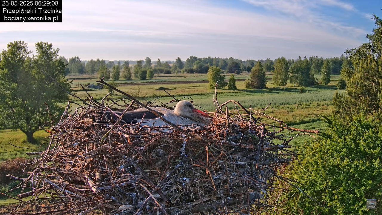 25052025bociany7