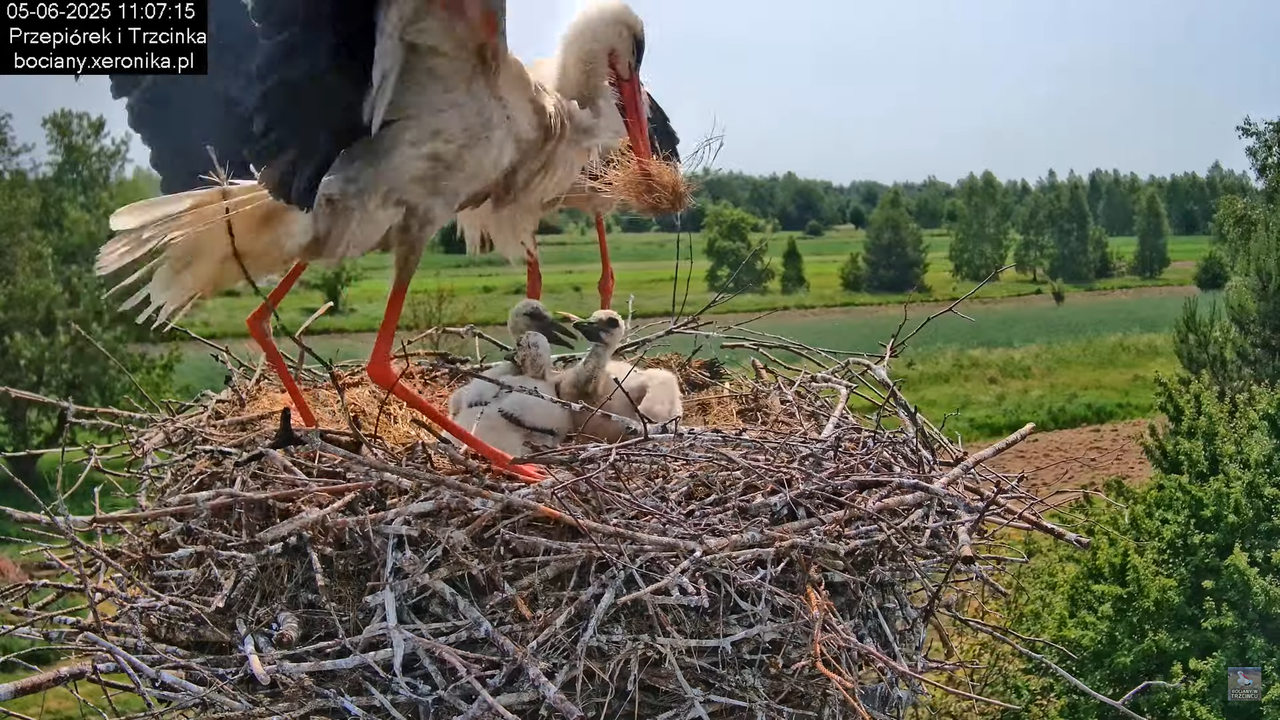 05062025bociany20