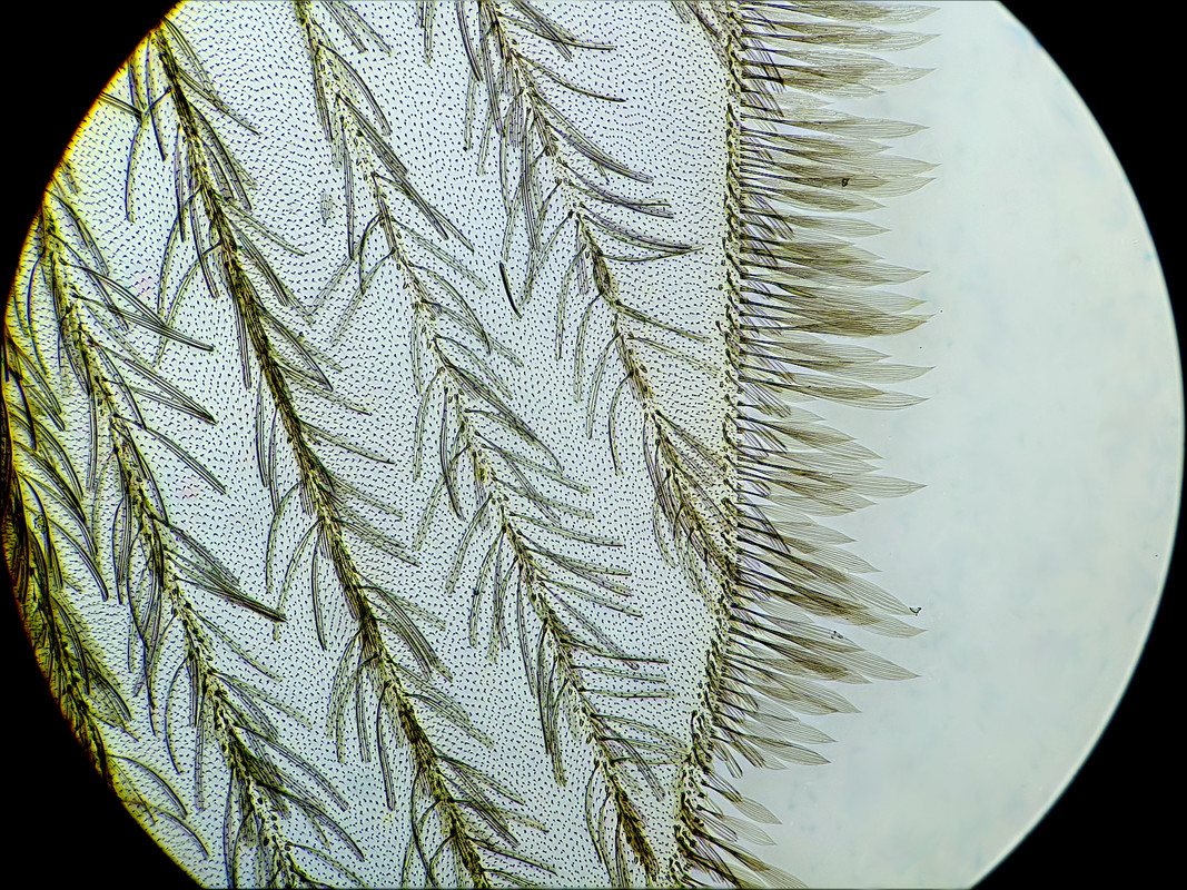 mosquito_wing_20211114