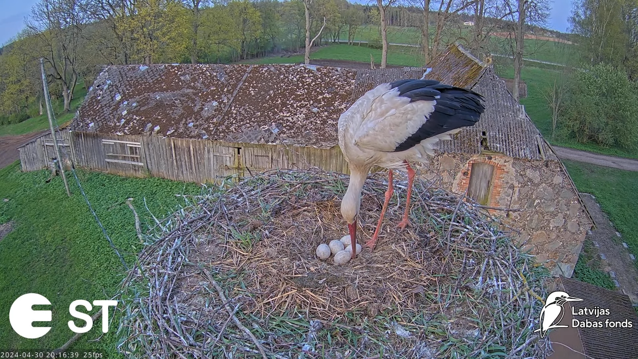 Baltie stārķi (Ciconia ciconia) Tukuma novadā - LDF tiešraide __ White storks in Tukums, Latvia 12-4