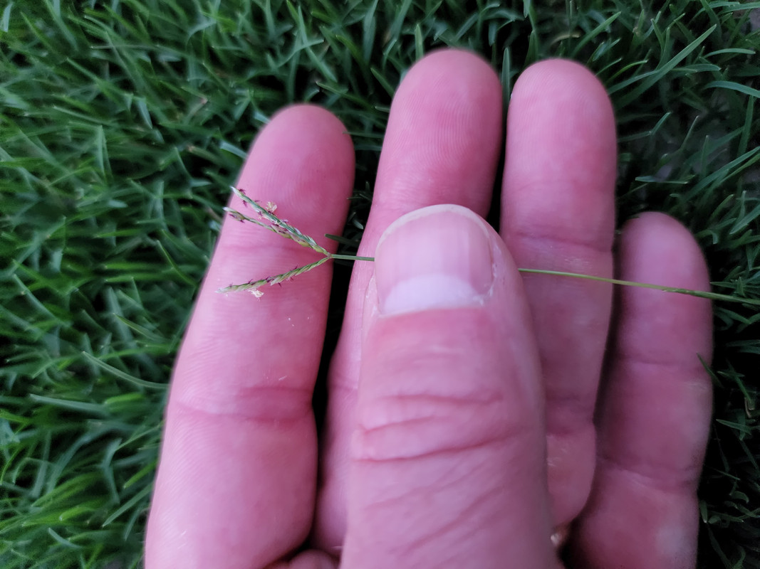Seed heads in hybrid Bermuda lawn Lawn Care Forum