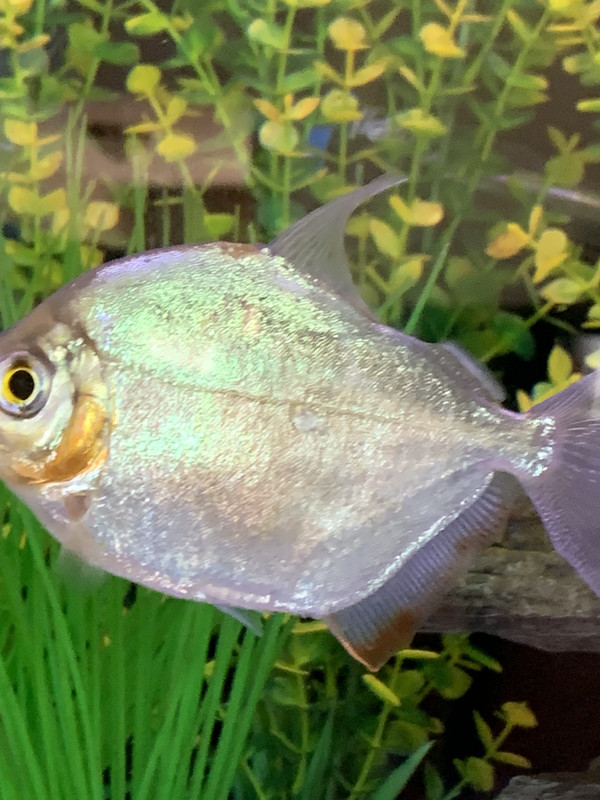 1D4A30D7-4E5E-4E6B-B537-7C5000CC4C52