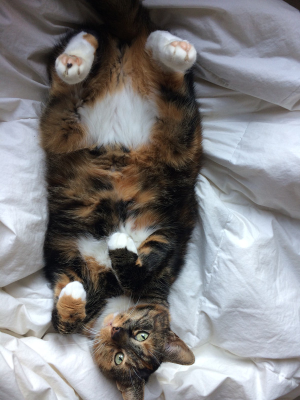 BF63E13C-381E-453C-A524-2F0DCCFDBF56