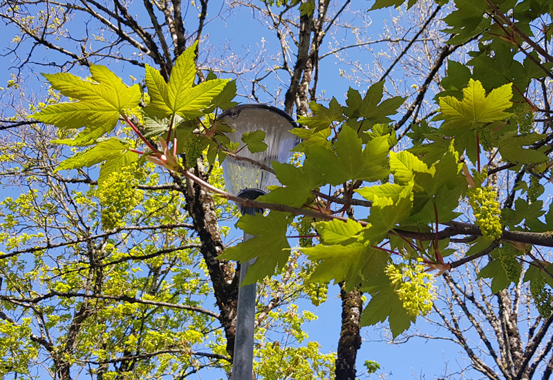 [Image: y20200415-130304.jpg]