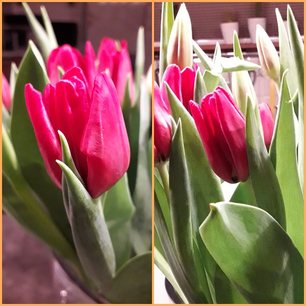 tulp