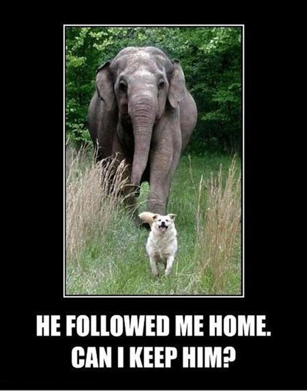 funny-pictures-dog-and-elephant.jpg