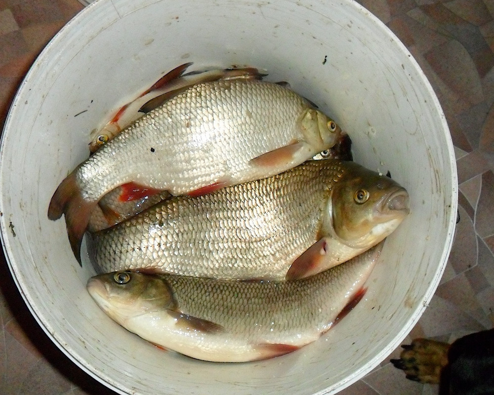 Кама 20.06.13 г 05