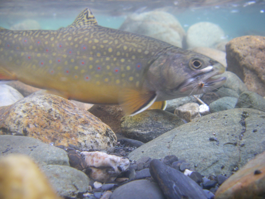 kaslo river 8 mile (7)