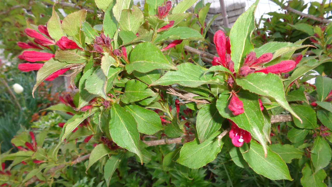 Вайгела (Weigela) - Page 20 - Форум HobbyKafe.com