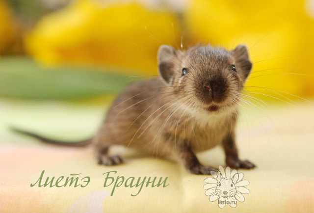 Брауни3_1-нед