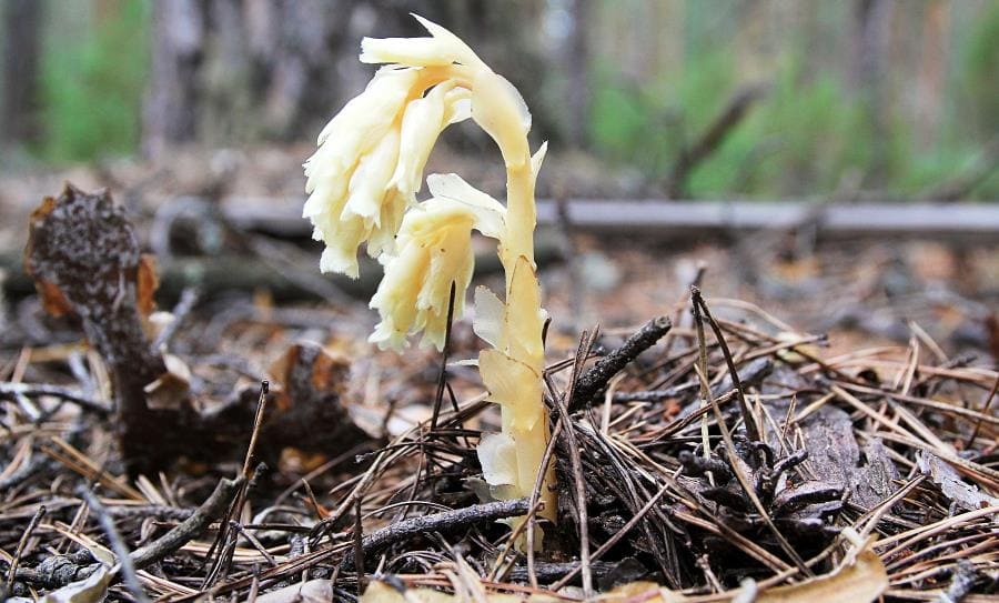 Monotropa uniflora - шедевр эволюции без хлорофилла и фотосинтеза Monotropa uniflora - шедевр эволюции без хлорофилла и фотосинтеза