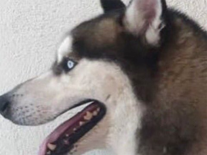 Lleva a su perro a escuela canina pero se lo entregan muerto