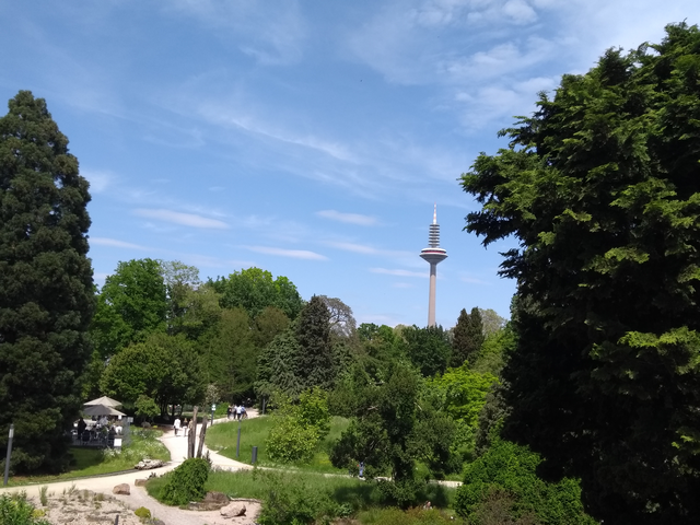 Blick auf den Fernsehturm; Palmengarten 19.5.2023