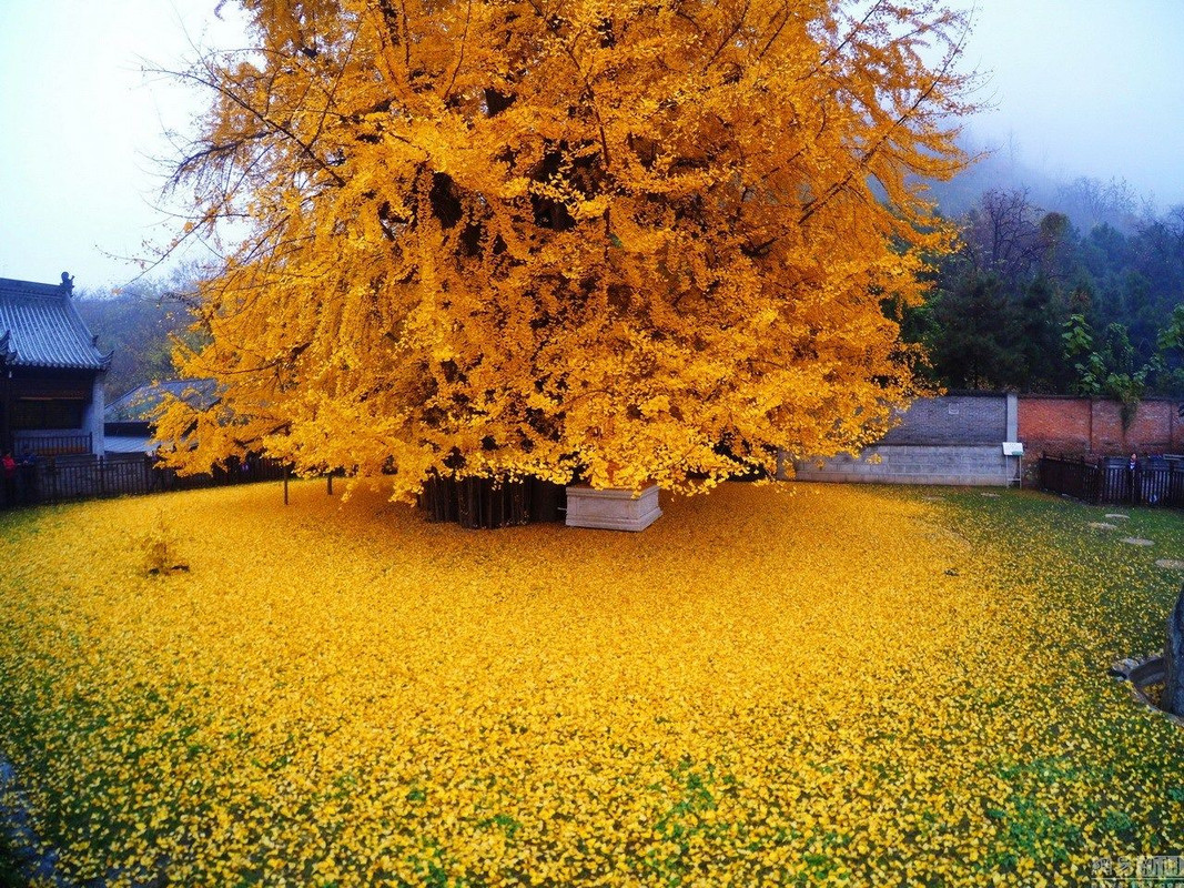 An Ancient Chinese Ginkgo Tree Drops an Ocean of Golden Leaves