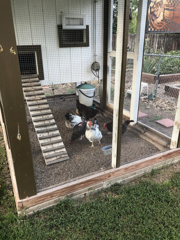 Chickens in the Coop 03