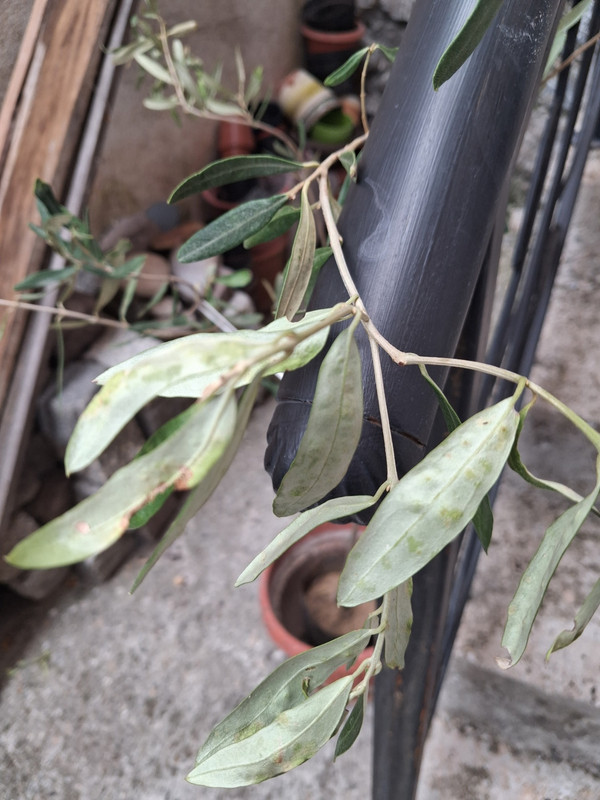 IMG-df64ce837d440ef3736c4ef42cc61602-V