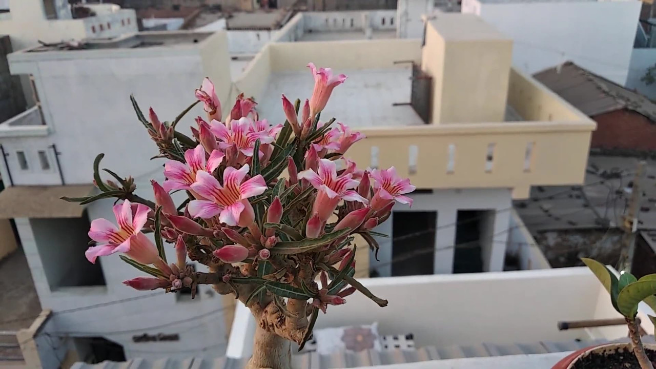 adenium-crispum